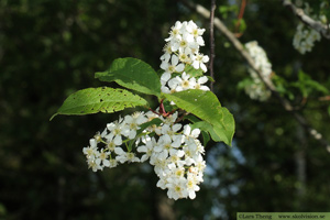 Hägg, Prunus padus